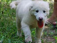 cucciolo di mastino abruzzese